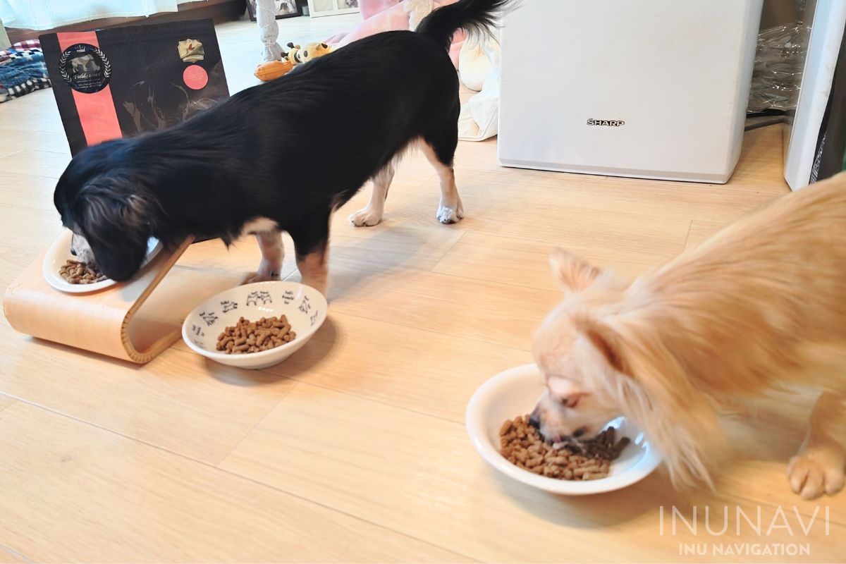 フィールドゲインズ　ウルトラプレミアムライトを食べる愛犬 (2